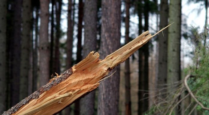 Silny wiatr w powiecie bocheńskim. Osiem interwencji straży pożarnej