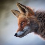 16 października w Małopolsce ruszy szczepienie lisów przeciw wściekliźnie. Apel dla właścicieli zwierząt