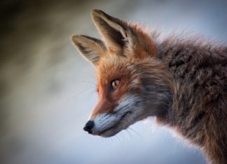 16 października w Małopolsce ruszy szczepienie lisów przeciw wściekliźnie. Apel dla właścicieli zwierząt