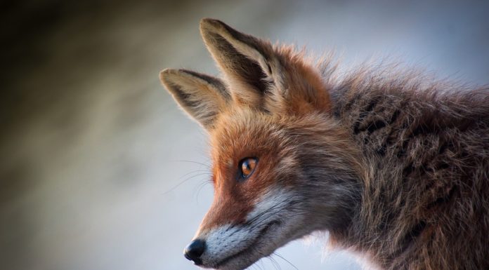 Trwa szczepienie lisów w Małopolsce