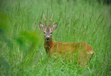 „Bochnia bez polowań”. Petycję podpisało już ponad pół tysiąca osób