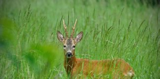„Bochnia bez polowań”. Petycję podpisało już ponad pół tysiąca osób