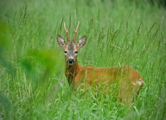 Bochnia. Burmistrz o petycji ws polowań: „Może przynieść więcej szkody, niż pożytku”