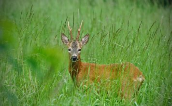 „Bochnia bez polowań”. Petycję podpisało już ponad pół tysiąca osób