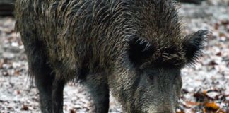 Wojewoda Małopolski wydał zgodę na odstrzał dzików. W naszym powiecie: 25 sztuk