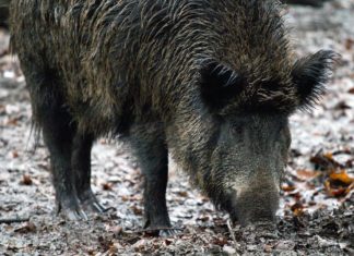 Odstrzał dzików na Bocheńszczyźnie. Pozwolenie na prawie 100 sztuk