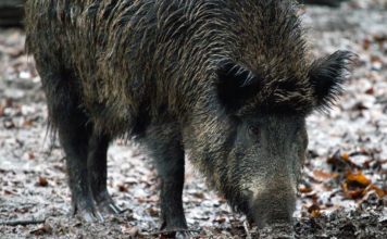 Wojewoda Małopolski wydał zgodę na odstrzał dzików. W naszym powiecie: 25 sztuk
