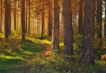 ODWOŁANY zakaz wstępu do Puszczy Niepołomickiej