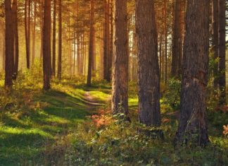 ODWOŁANY zakaz wstępu do Puszczy Niepołomickiej