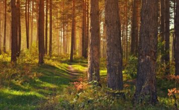 Nadleśnictwo Brzesko też odwołało zakaz wstępu do lasu