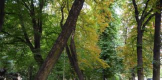 Jak wyremontować i ożywić Planty? Miasto liczy na dotację z Funduszy Norweskich