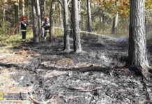 Strażacy ostrzegają: W lasach jest niebezpiecznie sucho! Będzie zakaz wstępu?