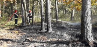 Strażacy ostrzegają: W lasach jest niebezpiecznie sucho! Będzie zakaz wstępu?