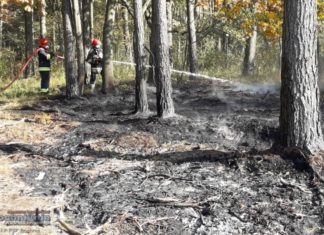 Strażacy ostrzegają: W lasach jest niebezpiecznie sucho! Będzie zakaz wstępu?