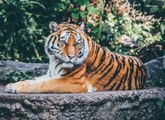 USA: tygrysica z nowojorskiego zoo zakażona koronawirusem