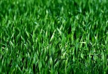 Ponad 200 osób podpisało petycję o zaprzestanie koszenia traw w Bochni