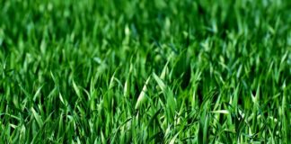 Susza. Petycja o zaprzestanie koszenia traw w Bochni