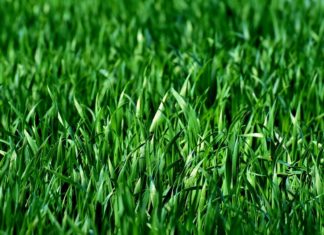 Susza. Petycja o zaprzestanie koszenia traw w Bochni