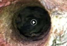 Puszcza Niepołomicka. Przez pomyłkę ścięto drzewo z dziuplą, w której były małe dzięcioły