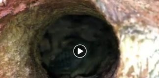 Puszcza Niepołomicka. Przez pomyłkę ścięto drzewo z dziuplą, w której były małe dzięcioły