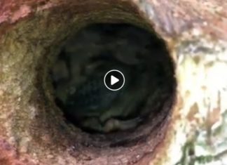 Puszcza Niepołomicka. Przez pomyłkę ścięto drzewo z dziuplą, w której były małe dzięcioły