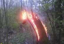 Zatrzymano podpalacza z Puszczy Niepołomickiej