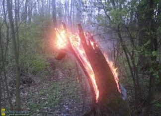 Zatrzymano podpalacza z Puszczy Niepołomickiej