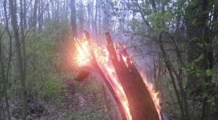 Zatrzymano podpalacza z Puszczy Niepołomickiej