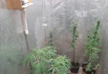 Bochnia. 27-latek z zarzutami za uprawę i posiadanie znacznej ilości marihuany