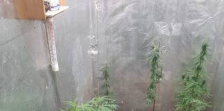 Bochnia. 27-latek z zarzutami za uprawę i posiadanie znacznej ilości marihuany