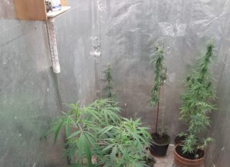 Bochnia. 27-latek z zarzutami za uprawę i posiadanie znacznej ilości marihuany