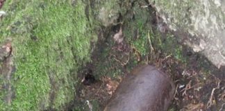 Mieszkaniec Żegociny znalazł w lesie niewybuch