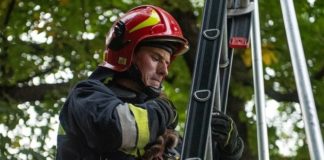 Planty w Bochni. Strażacy uratowali małego kota – ZDJĘCIA