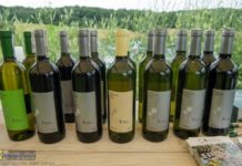 Dni Otwartych Winnic w Chronowie – ZDJĘCIA