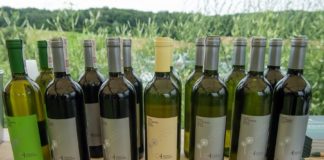 Dni Otwartych Winnic w Chronowie – ZDJĘCIA