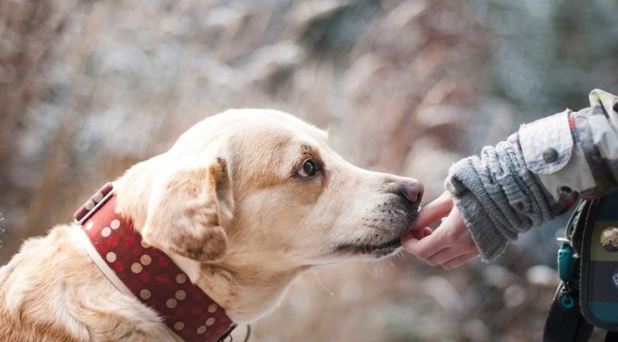 Radna przeprosiła za swoje słowa o schronisku dla zwierząt w Borku