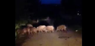 Stado dzików w Bochni – WIDEO