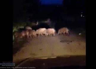 Stado dzików w Bochni – WIDEO