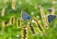 Etno Polska 2023. W środę warsztaty „Motyl inspiracją dla malarstwa na szkle”