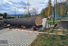 Bochnia. Trwa wycinka 17 drzew w Parku Uzbornia
