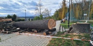 Bochnia. Trwa wycinka 17 drzew w Parku Uzbornia