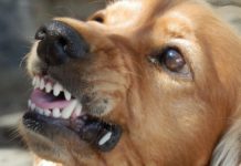 Łapanów. Bezpańskie psy zagryzły kury, atakują też inne zwierzęta