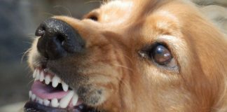 Łapanów. Bezpańskie psy zagryzły kury, atakują też inne zwierzęta