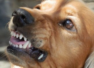 Łapanów. Bezpańskie psy zagryzły kury, atakują też inne zwierzęta