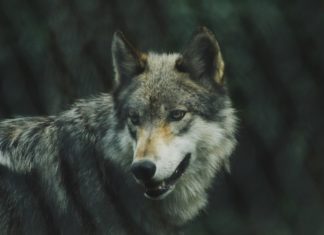 Wilki pojawiły się na terenie gminy Drwinia. Urząd apeluje o ostrożność