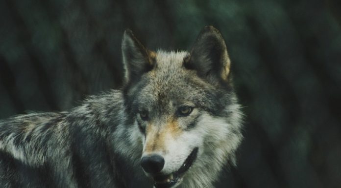 Wilki pojawiły się na terenie gminy Drwinia. Urząd apeluje o ostrożność