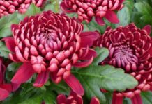 Pomoc dla sprzedawców chryzantem. Są już wstępne zasady skupu