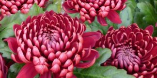Pomoc dla sprzedawców chryzantem. Są już wstępne zasady skupu