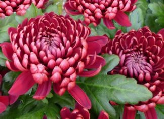 Pomoc dla sprzedawców chryzantem. Są już wstępne zasady skupu