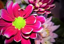 Brzesko zrezygnowało na tydzień z pobierania opłat od handlarzy kwiatami i zniczami